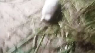 JAMI RABBIT FARMING COMPANY OF PAKISTAN