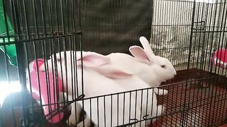 JAMI RABBIT FARMING COMPANY OF PAKISTAN K EK CUSTOMER KY VIEWS