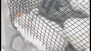 JAMI RABBIT FARMING COMPANY OF PAKISTAN 2