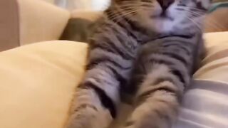 Meowsteries Revealed: Prepare to Be Amazed by These Cat Facts You've Never Heard Before 4