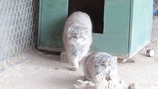 Pallas Cats kittens at 6.5 months