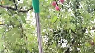 Fresh apple in harvesting