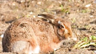 Hare….