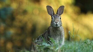 Baby Cottontail Rabbit