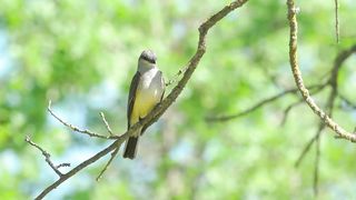 Western Kingbird