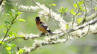 Black Headed Grossbeak chilling on a branch