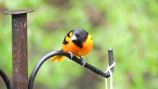 Oriole singing