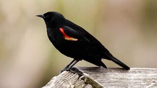 Red winged black bird
