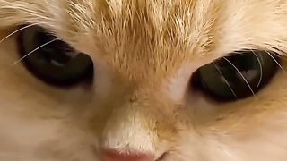 yellow cat