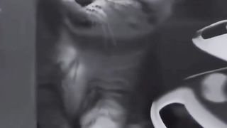 sad cat 2