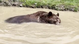 the bear is taking a bath