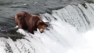 the bear is fishing