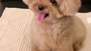 Pretty dog 2