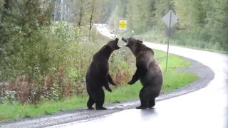 Have you ever seen a grizzly bear fight?