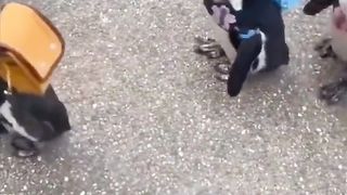 Penguins going on a trip.. ????