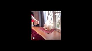 Funny cat video 24