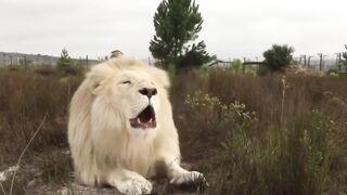 White lion roar in South Africa