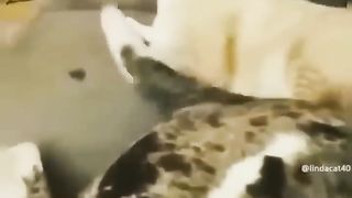 Hilarious Cat Fails: Cat Revolutionizes Comedy in 2023!