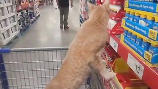 SHHOPING CАT  DАY