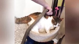 New Funny Animals ???? Funniest Cats and Dogs Videos 12