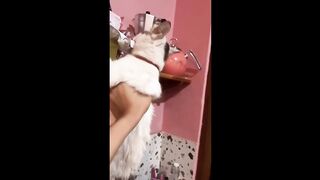 New Funny Animals ???? Funniest Cats and Dogs Videos 13