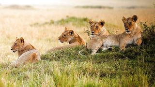Lion Rest Time #lion #lions