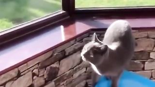 Funny all cats