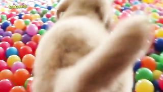Dog happy
