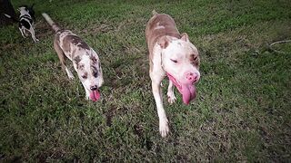 Dogs puppys pitbulls bull terriers