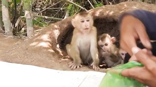 help little monkey