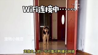 Cute pet Husky