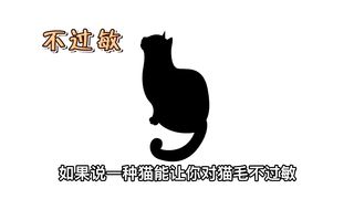 I found a treasure cat, a Siberian cat