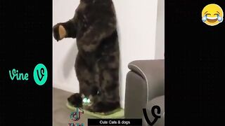 Funny videos 306