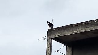 Sad cat