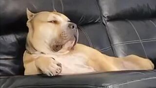 Dog Gives Epic Side Eye ???? Funniest Dogs Video!