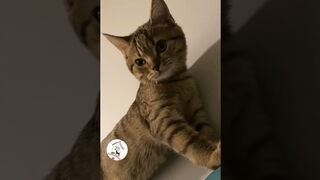 LOL, Latest Funny Cats Shorts Videos Funny Animals Videos Compilations ????????????