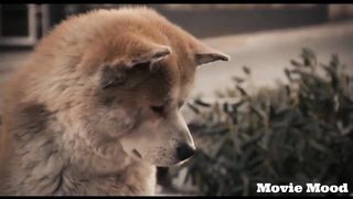 "ჰაჩი - კიდევ უცდი?" ❣????