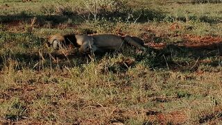 Game Drive at Salt Lick Safari Lodge   Tsavo National Park West