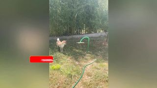 Funny Animals 2023????Very Funny Dogs and Cats????Cute Video????77