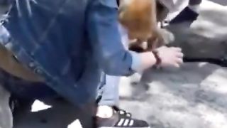 Pit bull attack dog (part 2) ???? #pitbull #dog #animals #pyf #attack #sos #dengerous