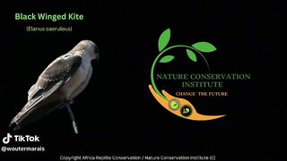 NATURE VIDEO 4
