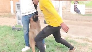 كلاب_تدريب_شراسه
