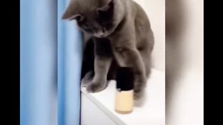 Funny cat and dog videos 2023