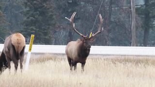 Bull Elk Bellowing