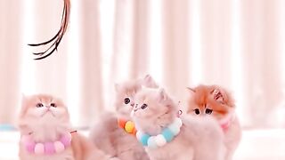 Meow Meow #catsoftiktok #cats #verycutecat #dramacat #veryfluffycats #catviralvideo