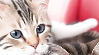 You'll Be Shocked By These Catty Felines Fighting For Owner Love!