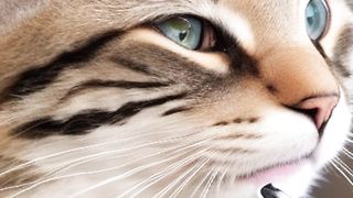We Couldn't Believe How Many Hours Cats Spend Licking Themselves!