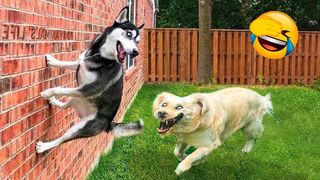 Best Funniest Animals Videos ???? - Funny Dogs And Cats Videos 2023???? #7