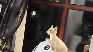 The cat that saw the fan for the first time