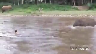 Elephant child mistakenly believed to be drowning
